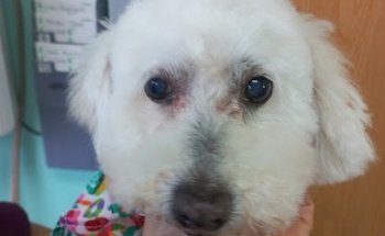 Guaupisísimos Spa+Consultorio Veterinario