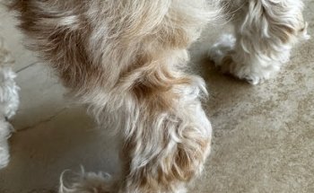 Dermatologia Especializada Centro Veterinario México