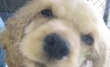 Chuchos Clinic Suc Gómez Palacio