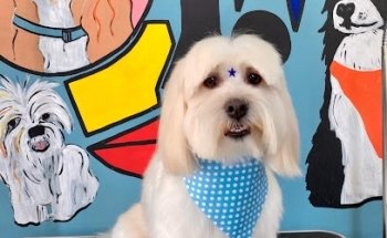 Milmascotas Teocaltiche