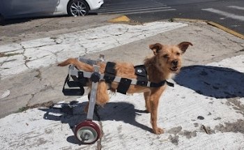 Veterinaria Animal Kingdom