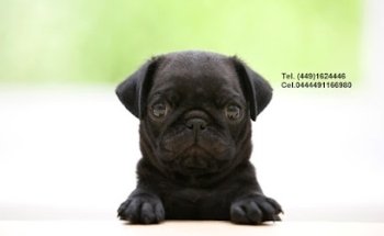 Clinica Veterinaria López Sevilla