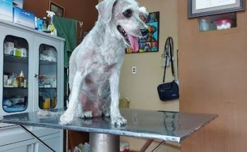 Clínica Veterinaria 