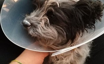 Veterinaria Doctor Carranza