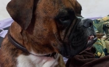 Veterinaria Los Vaqueros