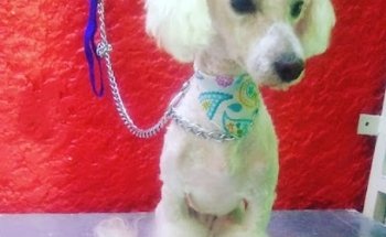 Hakuna Matata aesthetic Canina