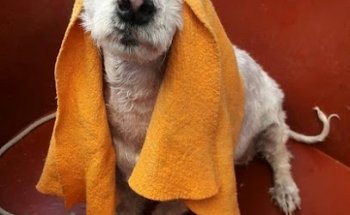 Consultorio Veterinario Alfa-Vet