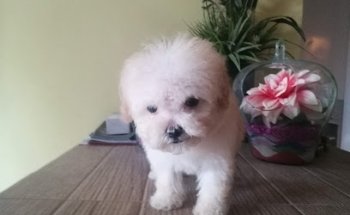 Veterinaria Silver paw Estetica & Spa Canino