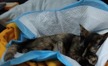 Dogs Veterinary Care