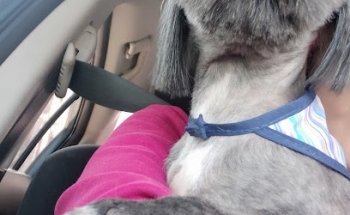 La Perruqueria Canina