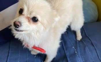 Clínica Veterinaria Onda Pets