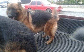 clinica veterinaria dr vic