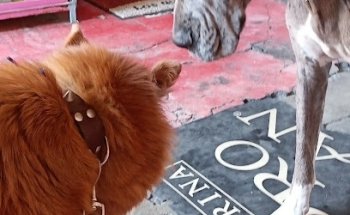 Servicio VETERINARIO