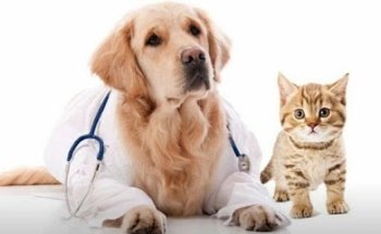 Yaakun Vet Centro Veterinario