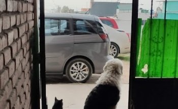 Veterinaria Canis Feles