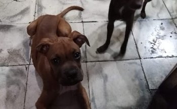 Hospital de Especialidades Veterinarias