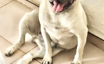 Clínica Veterinaria ZYANYA