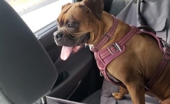 Veterinaria Palacios