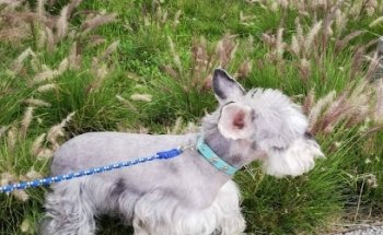 HUELLITAS veterinaria & spa