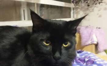 CLINICA VETERINARIA SAGITARIO