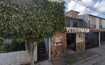 Veterinaria Grand Mastiff