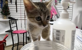 Veterinaria Happy Pets Club