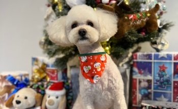 MR. DOG CANINE VETERINARY AND COSMETIC