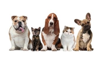 Servicio Médico Veterinario Dpet