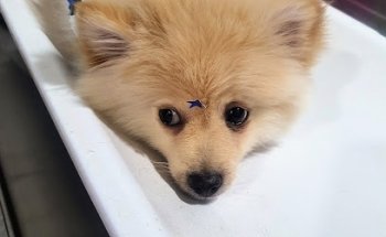 El Ranchero Veterinary