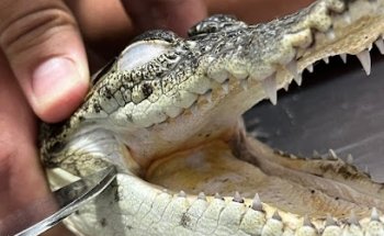 Clínica Veterinaria Zoobichos