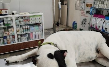 Clinica Veterinaria Vallejo