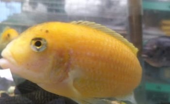 Tienda De Mascotas Pata De Perro