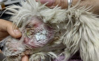 Centro Animal, Clínica Veterinaria.