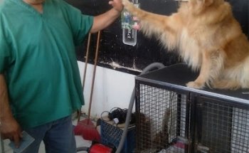 Veterinaria Canis y Felis