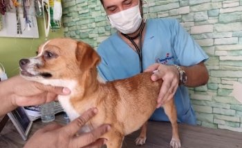 Clínica Veterinaria El Percherón