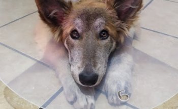 Consultorio Veterinario Bienestar Animal