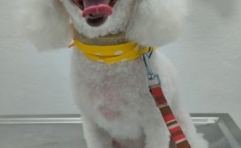 Purple Vet - Centro Médico Veterinario