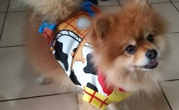 Veterinaria Dr Guerra