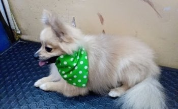 Servicio Médico Veterinario