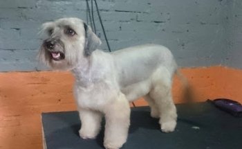 Emervet Centro Clínico Veterinario