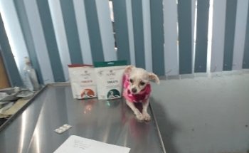 Servicio Médico Veterinario 