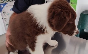 Clínica Veterinaria Esteti Can