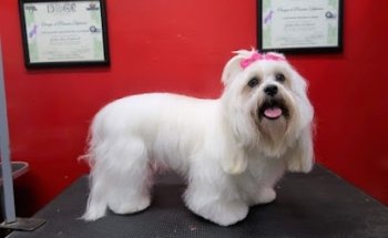 Clínica y Estética Veterinaria Sapos (MasterPets)