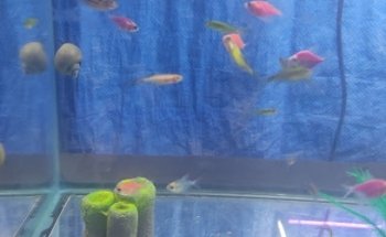 Veterinaria y Acuario Animal Center