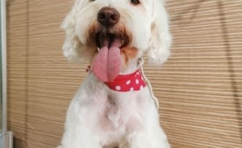 Veterinaria y estetica canina