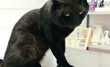 Protección, Salud y Bienestar Animal - Centro Médico Especializado