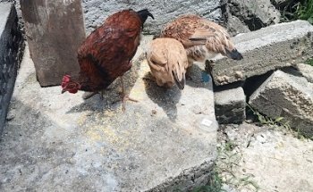 Veterinaria Revolución Tlayacapan