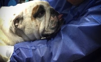 VETERINARIA PET CARE CUERNAVACA