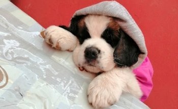 Veterinaria Marce Solis