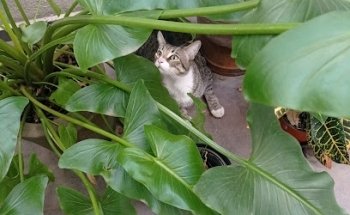 El Mundo De La Salud Animal